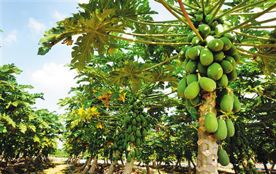 �������ݣ�����ľ�ϡ���������