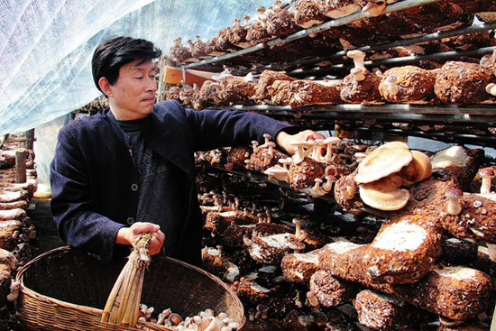 �������ش�����չʳ�þ�����ɽ��Ⱥ���¸�����