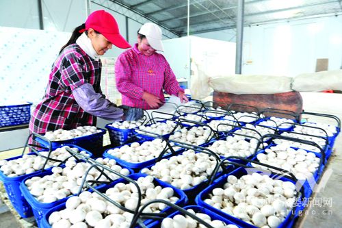 ½ËÕÈç¸Þ¸ßÐÂÇø£¨³ÇÄϽֵÀ£©ÈçʤʳÓþú»ùµØÈÕ²úÁ¿´ï8ÖÁ9¶Ö