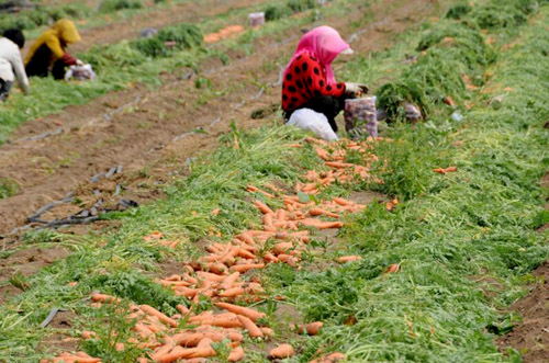 山东莱西市店埠镇五万亩冬季胡萝卜丰收 引八方商客