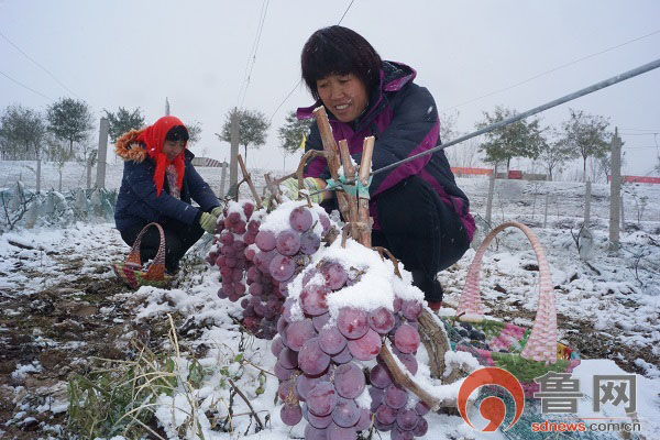 ɽ�����ࣺ������ϲ�����