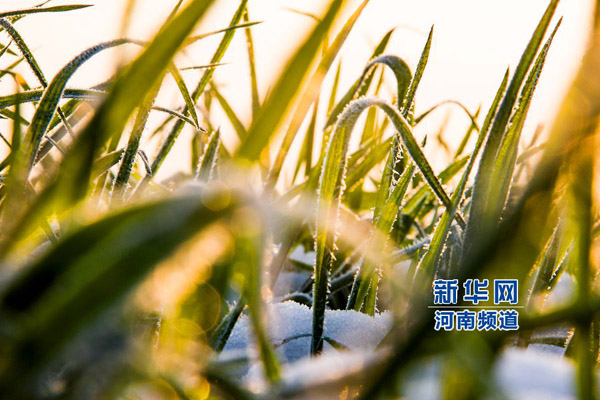 ���������أ���ѩ�е����羪������