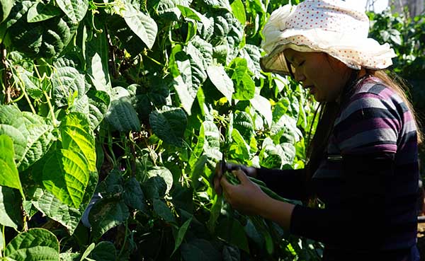 11��28�գ����������ļ�Ա�����ڲ�ժ�����ⶹ��