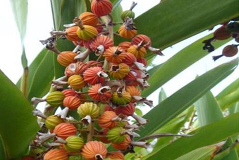 云南沧源:砂仁产业鼓起农民“钱袋子”