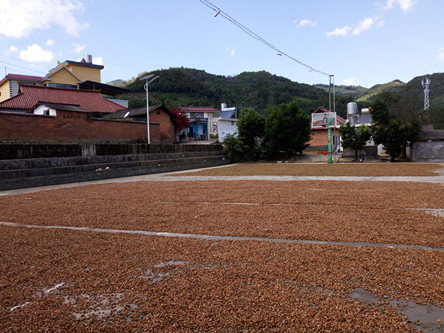 云南沧源:砂仁产业鼓起农民“钱袋子”