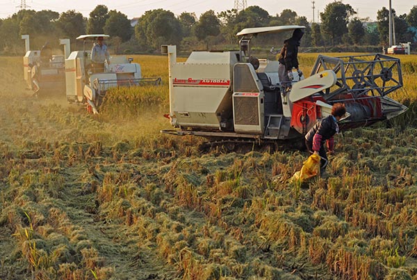 久雨初晴 浙江湖州种粮大户抢收晚稻