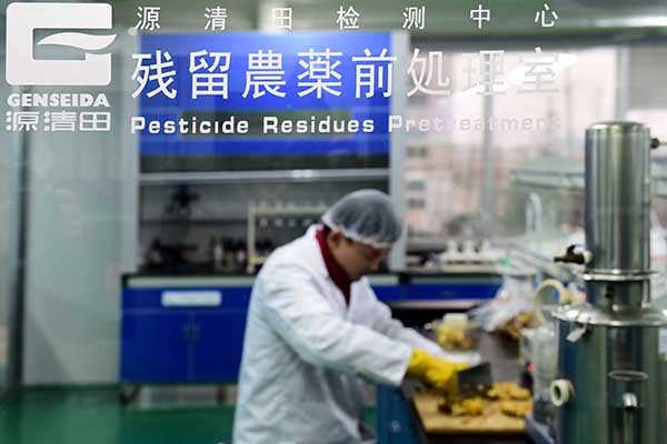 在源清田食品有限公司,工作人员对将要进入车间生产的生姜进行农残检测。该公司出口的姜蒜占日本市场份额的60%左右(11月25日摄)。