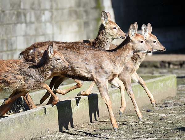 ���ǻƽ���÷��¹��ֳ�����÷��¹Ⱥ��11��26���㣩��