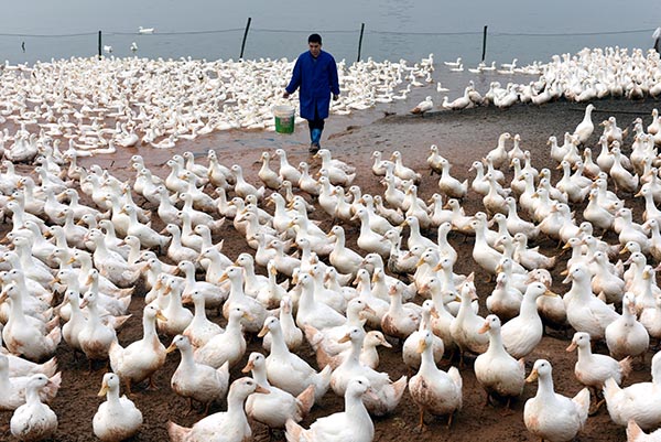 11月29日,江西新余市马洪乡农民胡六根在饲养肉鸭。胡六根等5位农民创办的养殖专业合作社自2013年来累计获得新余农商银行三农贷款1500万元,目前年出栏肉鸭130万羽。