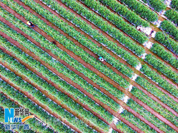 ǰɫҽ߲أ121㣩» Τ