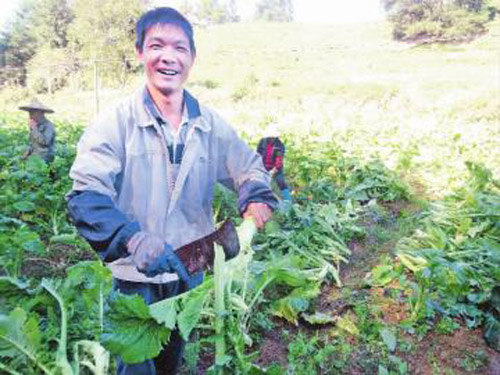 福建永安青水棒菜上市
