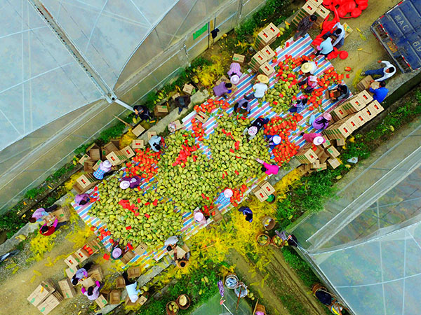 广西百色老区晚熟哈密瓜丰收