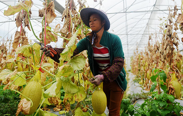 12月2日,在百色市华润小镇,瓜农在瓜园采摘成熟的哈密瓜。