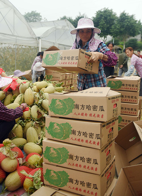 12月2日,在百色市华润小镇,瓜农们将收获的哈密瓜整理装箱。
