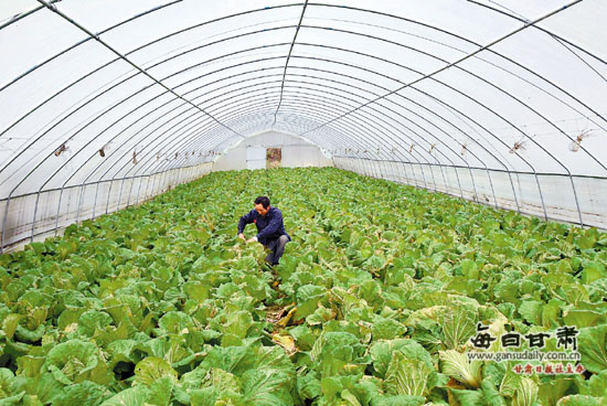 ���࿵�ش�����չ�߲˲�ҵ