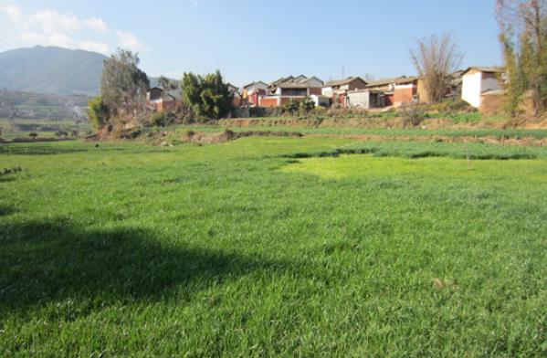 �����Ͻ��ػ�����չ�˹�������ֲ����