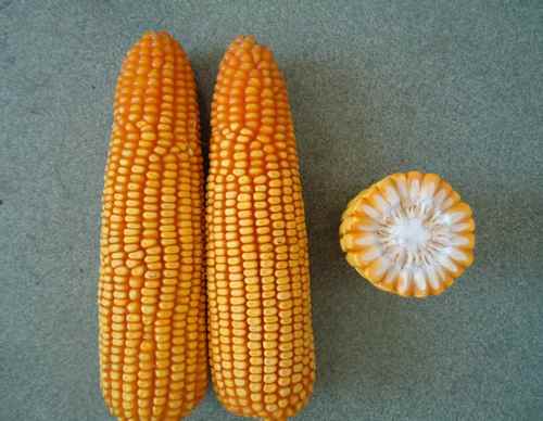 ���ɹŰ�ͷ��ũ��Ժһ��Ƽ��ɹ����������ũ��ҵ�����ս���