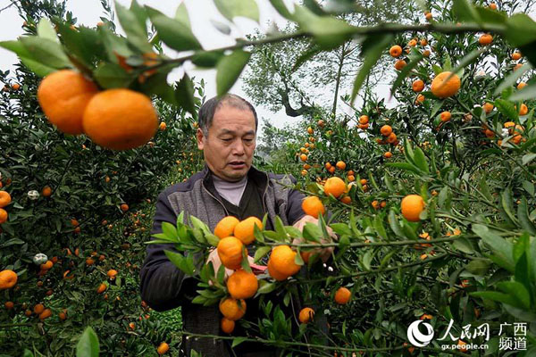 12��3�գ�����������ȫ���ز�������������ũ����ͣ���϶��ժ�Ϸ��۽ۡ�