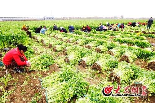 10겻Ǽ ɽൺҹ۲װ98Ԫ/