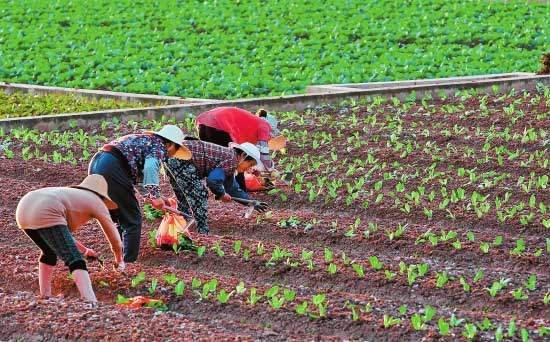 ͼΪ��ũ��æ�������߲ˡ�