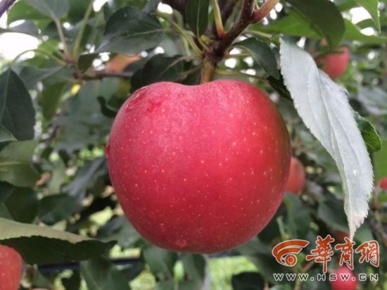 ����ƻ���״α�ѡΪ���� �ۼ�10��20Ԫһ��