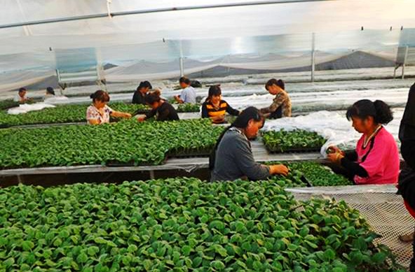 �ӱ�ʡƽȪ����ũ��������+ũҵ���߽����������