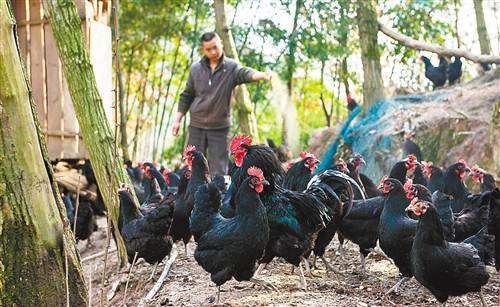 ǿڷչɫЧũҵ ͨɽؼ