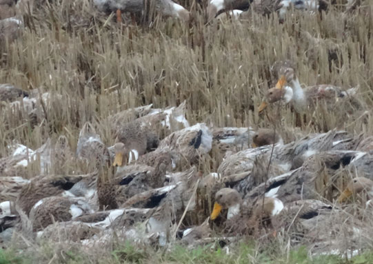 ���ջ����أ���������Ѽ