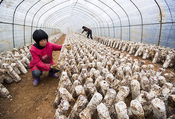 ½Î÷¶¼²ý£ºÌØÉ«ÖÖÖ²ÍÆ½ø¾«×¼·öƶ