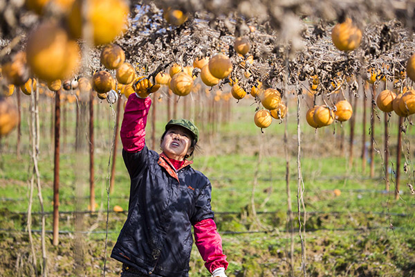 12ÔÂ8ÈÕ£¬ÔÚ½Î÷¶¼²ýÏØÐ첺ÕòÃú²ºÔ°ÌØÉ«Å©Òµ¿ª·¢¹«Ë¾Ê¾·¶»ùµØ£¬Å©ÃñÔÚ²ÉÕª¹Ï¨¡£¸Ã¹«Ë¾ÎüÊÕ69»§Æ¶À§»§ÒÔÍÁµØÈë¹ÉµÄ·½Ê½²ÎÓëͶ×Ê£¬ÓÅÏÈÆ¸Óýü°ÙÃûµ±µØÆ¶À§Å©Ãñ¡£