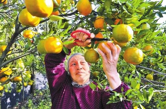 ������ɽ�з�չ�̽۲�ҵ����