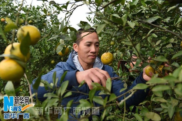 �ڹ�����������������������Ϲ�԰����ũΪ�οͲ�ժ���ӣ�12��7���㣩��