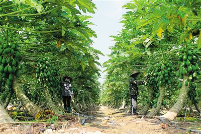 �������ݣ��ִ�ũҵ���ԶĿ��ͦ��