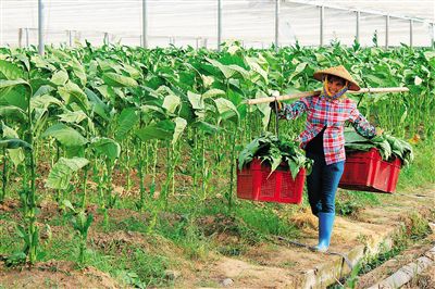 ���ݹ��ѩ�ѻ��أ�ũ�񽫲�ժ��������Ҷ����������