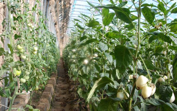 ������˻�������ɫ��ֲ����Ϊһ����������Ƭ