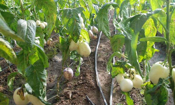 �չ������˲ι��糤������˶������