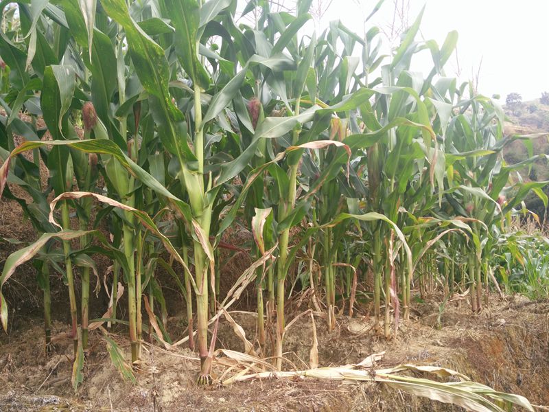 云南临沧临翔区马台乡晚秋玉米长势喜人