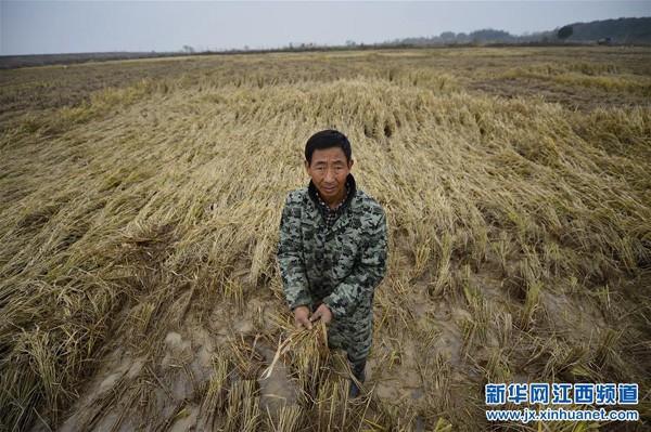江西:别让粮食烂在最后一公里上