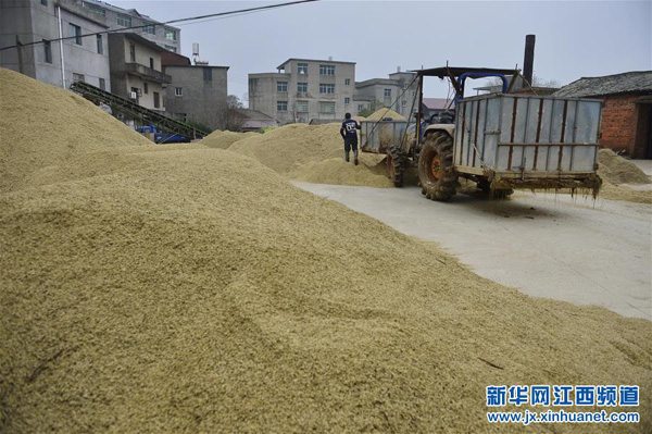 这是在江西进贤县一处粮食烘干厂外露天堆放的等待烘干的粮食