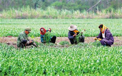 临高扶提西村抱团种蒜。