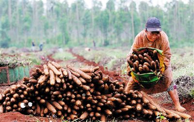 临高多福淮山深受市场欢迎。