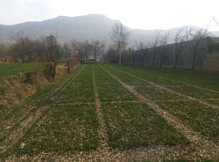 青海化隆县冬小麦三圃田全部返青