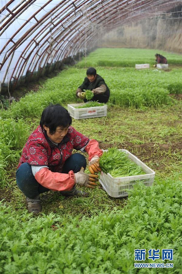 1210գԱڹִ̰ũҵ԰߲˴ջ