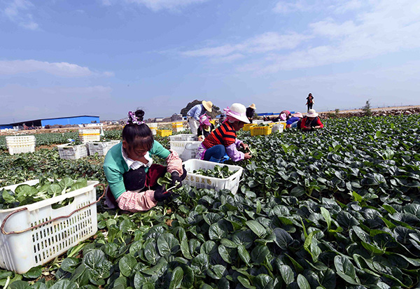 ������ɽ����ɫ�߲���ֲ��ƶ��ũ������