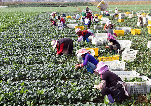 12��10�գ���ɽ�ؼ������ũ�����߲���ֲ�����ղˡ�