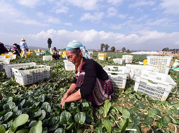 12��10�գ���ɽ�ؼ�����һ�����帾Ů���߲���ֲ�����ղˡ�