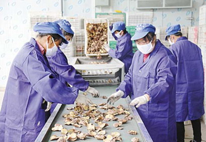 甘肃两当县带动农户发展食用菌产业