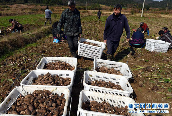 江西东乡县:多措并举 精准扶贫