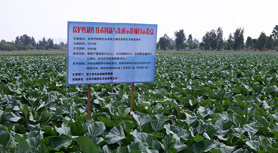 浙江台州太平蔬菜合作社西兰花长势良好