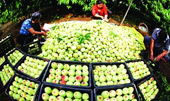 安徽亳州发展互联网+农业 “调转促”上新台阶